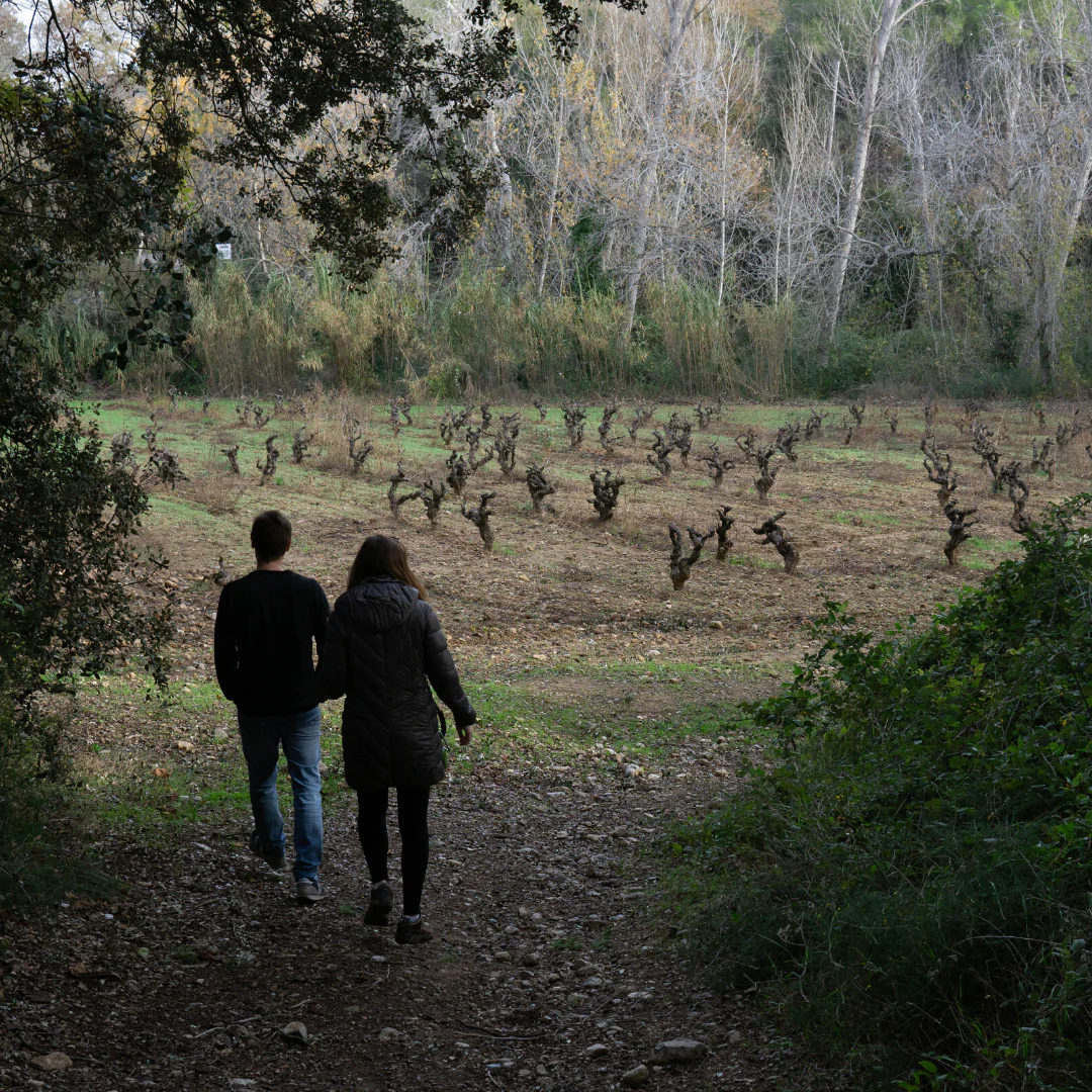 Les Arrels de Cel 2018 - Image 3