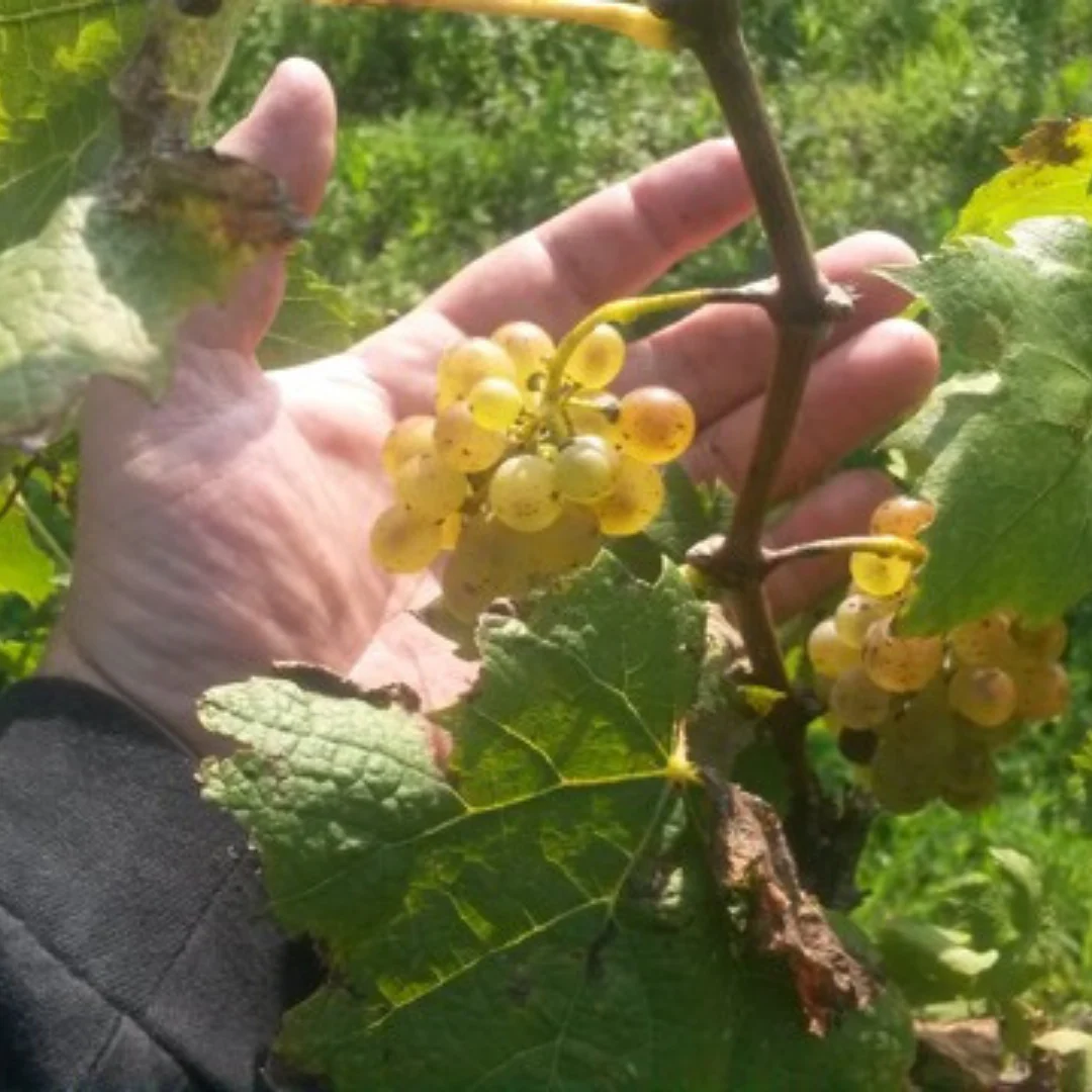 Himmel Auf Erden Rosé 2024 - Image 5