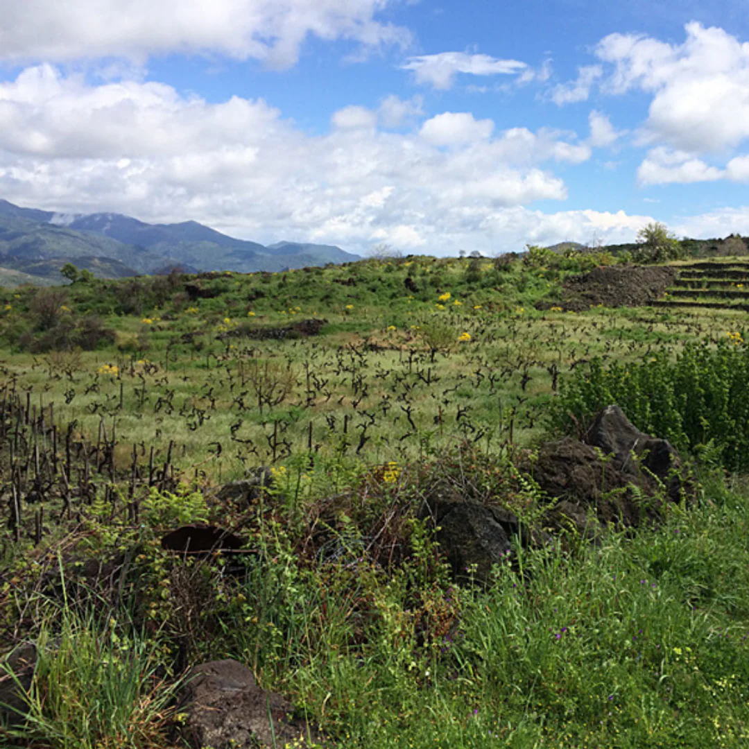 MunJebel Rosso 2022 - Image 3