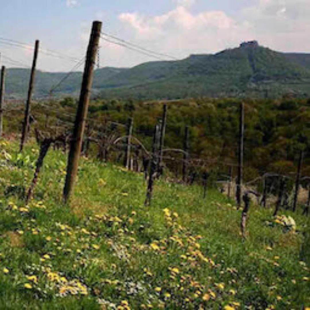 Silvaner Weisser Jura 2019 - Image 3