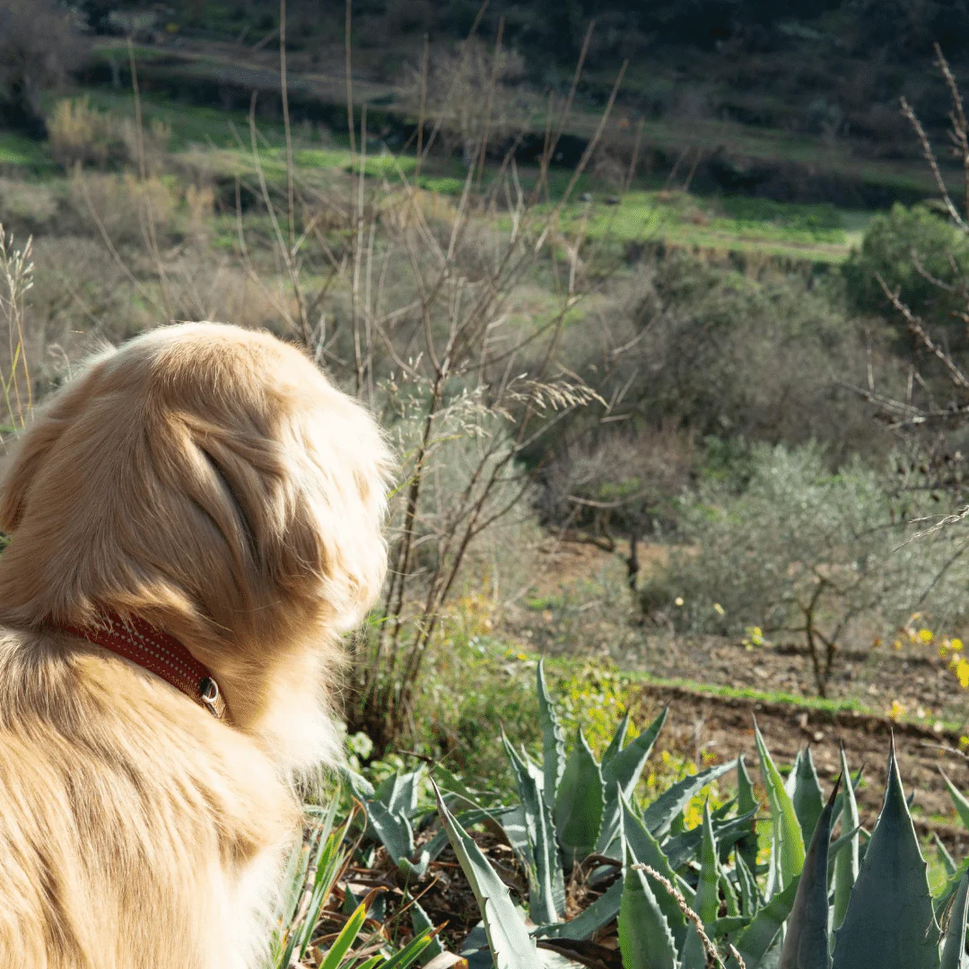Cariñena 2017 - Image 5