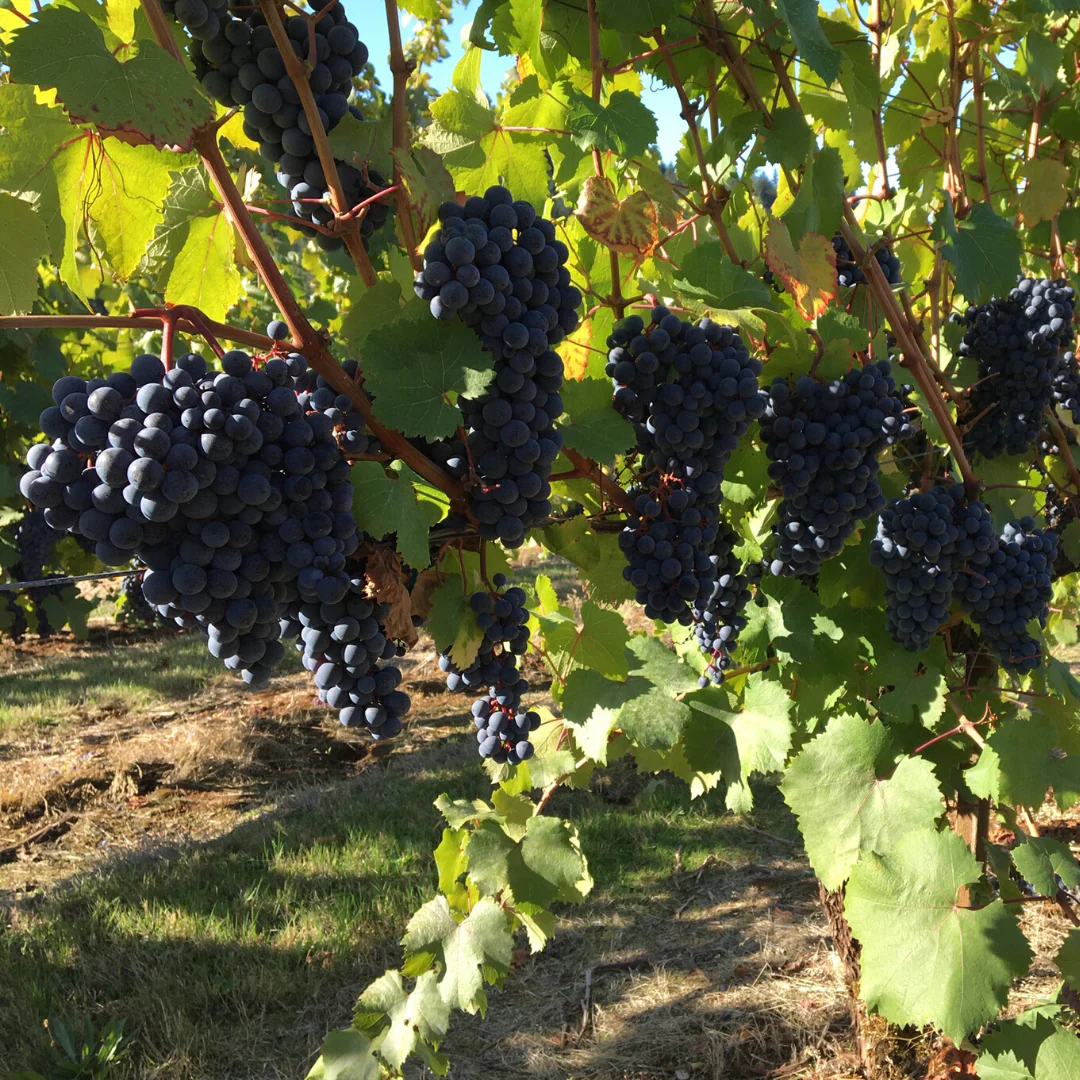 Acid Freak Rosé 2019 - Image 4