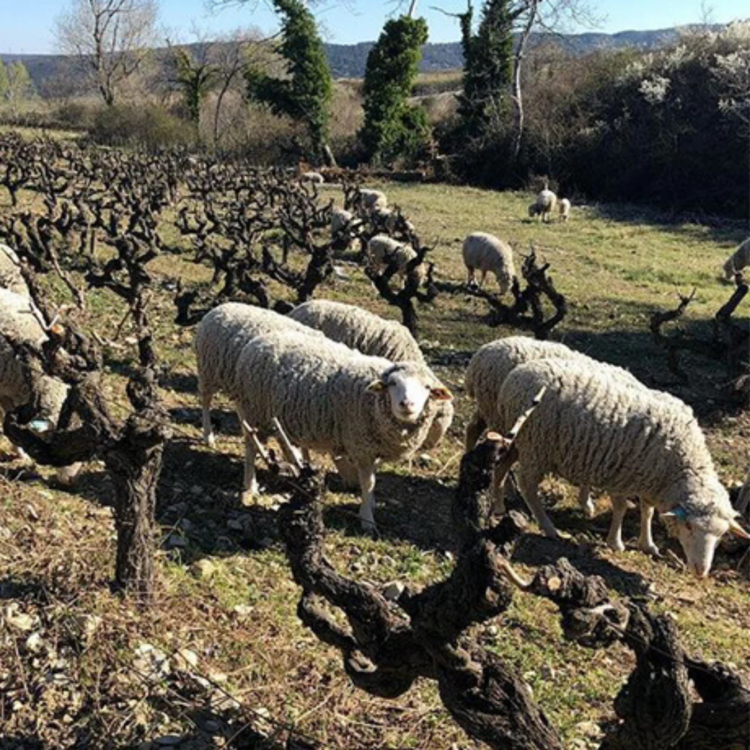 New Peach on the Block MAGNUM 2020 <br> Anders Frederick Steen - Image 3