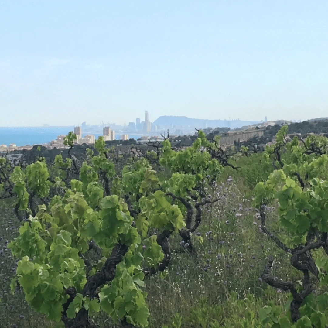 La Bella 2023 - Image 3